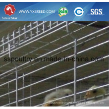 Layer Chicken Cage of Poultry Equipment